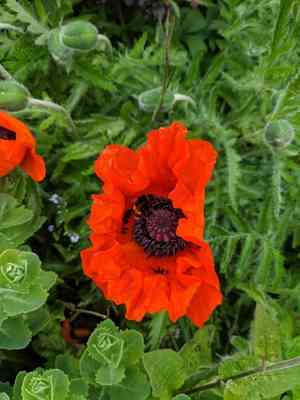 Oriental poppy(Papaver orientale)