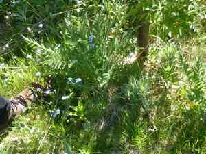 Oriental poppy(Papaver orientale)