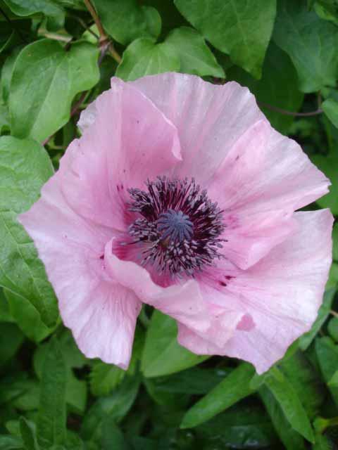 Oriental poppy