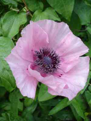 Oriental poppy(Papaver orientale)