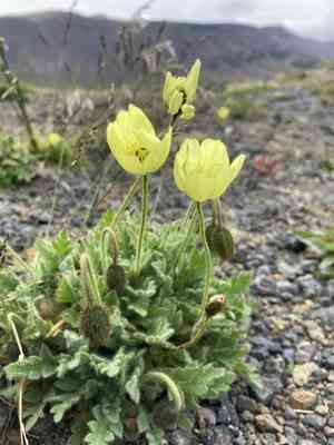 Arctic poppy(Papaver radicatum)