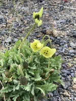 Arctic poppy(Papaver radicatum)