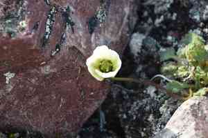 Arctic poppy(Papaver radicatum)