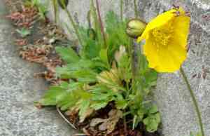 Arctic poppy(Papaver radicatum)