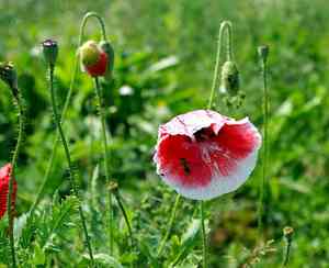 Corn poppy(Papaver rhoeas)