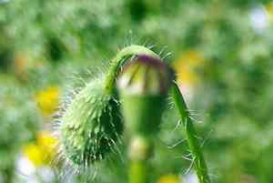 Corn poppy(Papaver rhoeas)