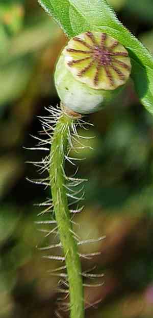 Corn poppy(Papaver rhoeas)