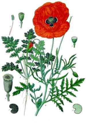 Corn poppy(Papaver rhoeas)