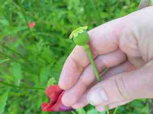 Opium poppy(Papaver somniferum)