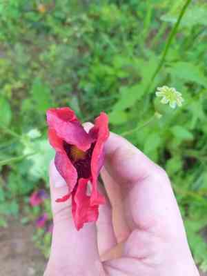 Opium poppy(Papaver somniferum)