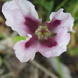 Opium poppy(Papaver somniferum)