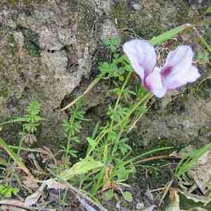 Opium poppy(Papaver somniferum)