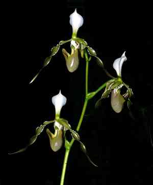 Double flowered paphiopedilum(Paphiopedilum dianthum)