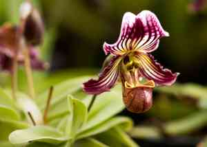 Venus' slippers (Paphiopedilum)(Paphiopedilum)