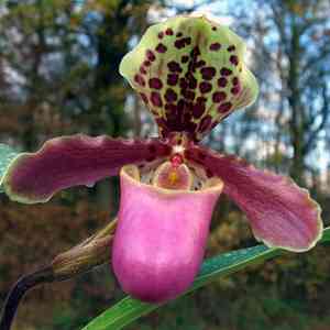 Venus' slippers (Paphiopedilum)(Paphiopedilum)
