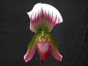 Venus' slippers (Paphiopedilum)(Paphiopedilum)