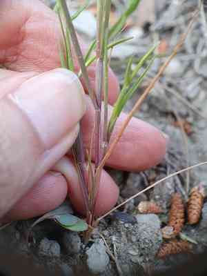 Curved hardgrass(Parapholis incurva)