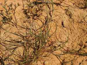 Curved hardgrass(Parapholis incurva)
