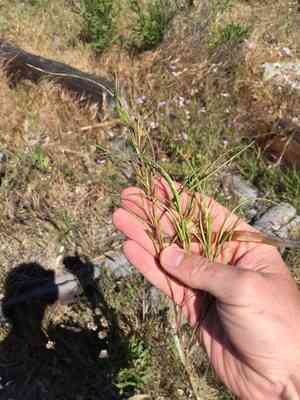 Curved hardgrass(Parapholis incurva)