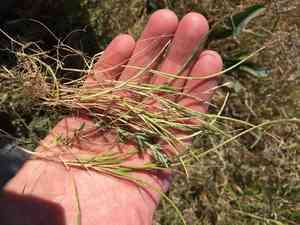 Curved hardgrass(Parapholis incurva)