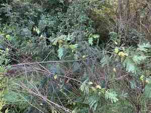 Cape leeuwin wattle(Paraserianthes lophantha)