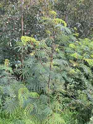 Cape leeuwin wattle(Paraserianthes lophantha)