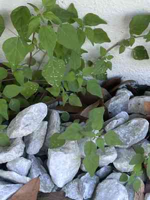 Florida pellitory(Parietaria floridana)