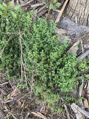 Florida pellitory(Parietaria floridana)