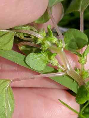 Florida pellitory(Parietaria floridana)