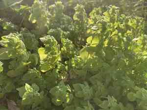 Florida pellitory(Parietaria floridana)