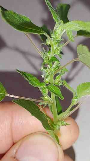 Clustered pellitory(Parietaria praetermissa)