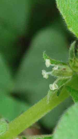 Clustered pellitory(Parietaria praetermissa)