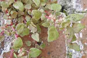 Clustered pellitory(Parietaria praetermissa)