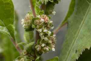 Parietaria (Parietaria)(Parietaria)