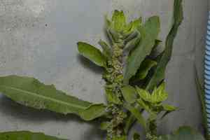 Parietaria (Parietaria)(Parietaria)
