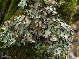 Hammered shield lichen(Parmelia sulcata)