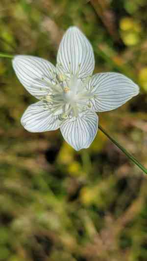 Carolina grass of parnassus(Parnassia caroliniana)