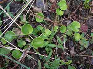 Carolina grass of parnassus(Parnassia caroliniana)