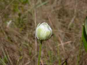 Carolina grass of parnassus(Parnassia caroliniana)