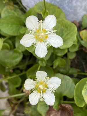 Fringed grass of parnassus(Parnassia fimbriata)