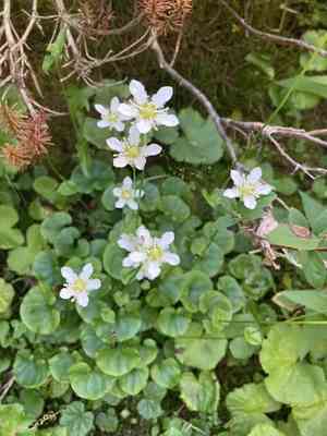Fringed grass of parnassus(Parnassia fimbriata)