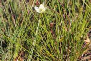 Fen grass of parnassus(Parnassia glauca)