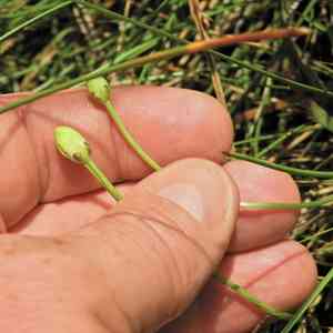Fen grass of parnassus(Parnassia glauca)