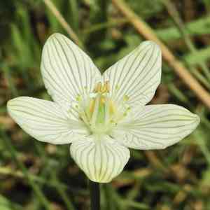 Fen grass of parnassus(Parnassia glauca)