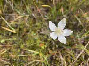 Fen grass of parnassus(Parnassia glauca)