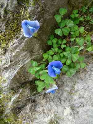 Blue-oxalis(Parochetus communis)