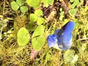 Blue-oxalis(Parochetus communis)