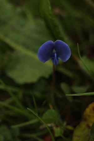 Blue-oxalis(Parochetus communis)