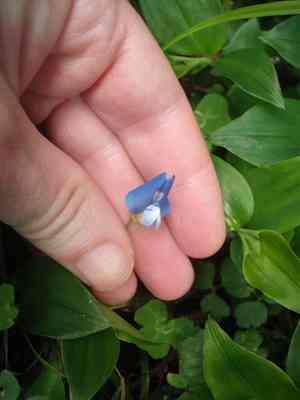 Blue-oxalis(Parochetus communis)