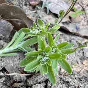 Drummond's nailwort(Paronychia drummondii)